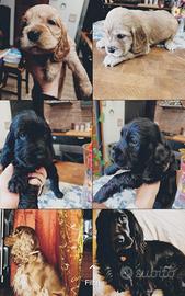 Cucciolo Cocker Spaniel Inglese Originali