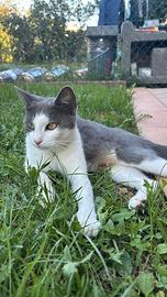 Micia dolce un anno