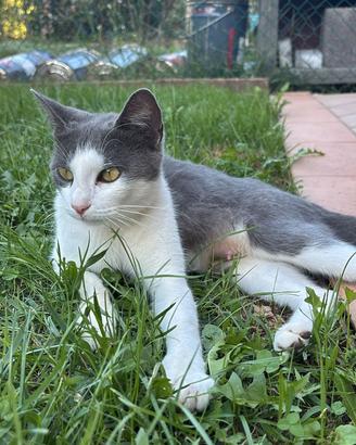 Micia dolce un anno