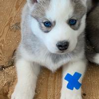 Cuccioli Siberian Husky