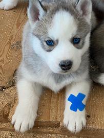 Cuccioli Siberian Husky