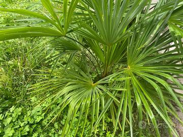 Palme da esterno