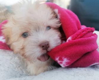 Coton de Tulear femm. prox. disponibilità