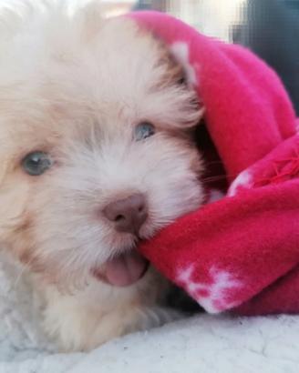 Coton de Tulear femm. prox. disponibilità