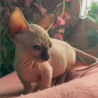 Sphynx cucciola bambino