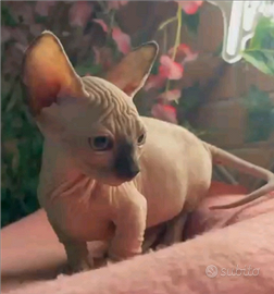 Sphynx cucciola bambino
