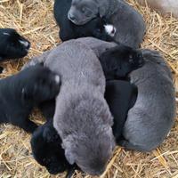 Cuccioli di mezzo corso