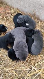 Cuccioli di mezzo corso