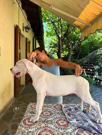 Cucciola Dogo Argentino