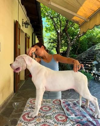Cucciola Dogo Argentino