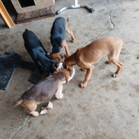 Cuccioli da cinghiale