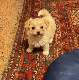 Maltipoo