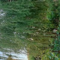 SALICE PIANGENTE Metri 6