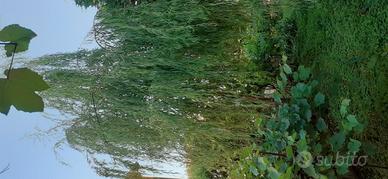 SALICE PIANGENTE Metri 6