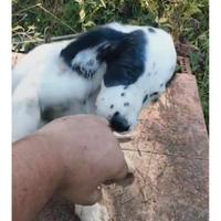 Cuccioli setter