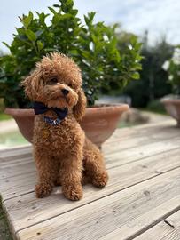 Accoppiamento barboncino mini toy