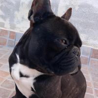 Maschio Bouledogue Francese