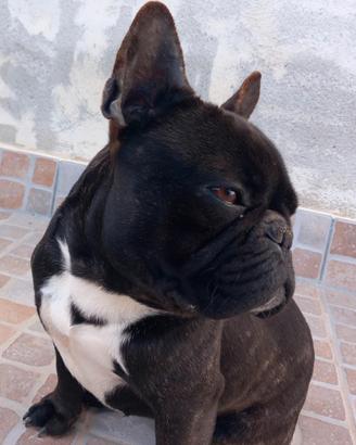Maschio Bouledogue Francese