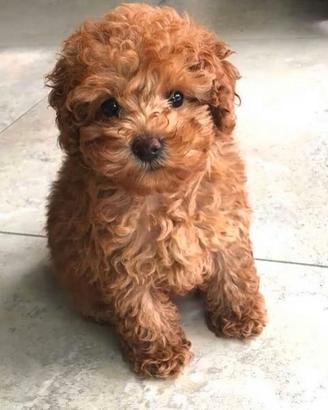 Disponibili cuccioli di barboncino