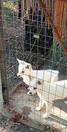 Cuccioli di volpino italiano