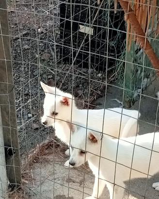 Cuccioli di volpino italiano