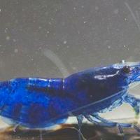 Piante acquario ampullarie caridine e altro