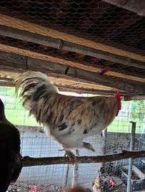 Galline marans nero ramato