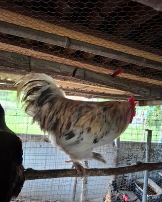 Galline marans nero ramato