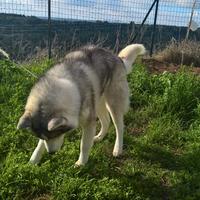 Maschio Siberian Husky per accoppiamento