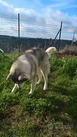 Maschio Siberian Husky per accoppiamento