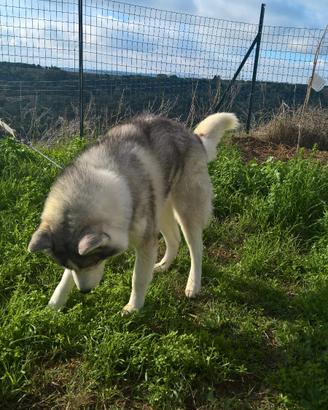 Maschio Siberian Husky per accoppiamento