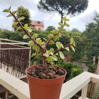 Crassula portulacaria