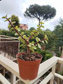 Crassula portulacaria