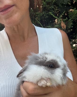 Cuccioli di coniglio nano ariete e testa di leon
