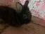 Immagine 6