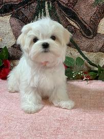 Cucciola Maltese Toy