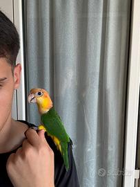 Caicco testa arancio