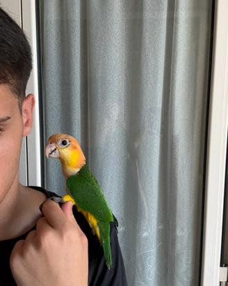 Caicco testa arancio
