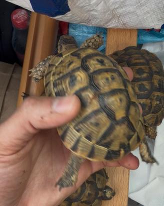 Tartarughe da terra