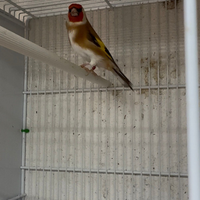 Cardellino mayor ancestrale