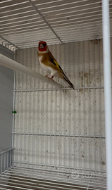 Cardellino mayor ancestrale