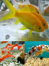 Mix pesci SHOWBOUNKIN/CANARINO/SARASA