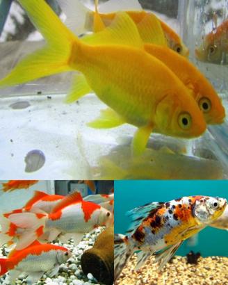 Mix pesci SHOWBOUNKIN/CANARINO/SARASA