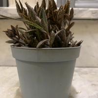 Vaso con pianta grassa