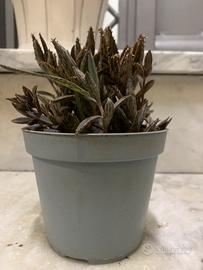 Vaso con pianta grassa