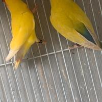 Inseparabili rosecollis