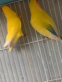 Inseparabili rosecollis