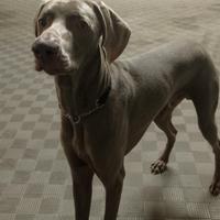 Weimaraner di 1 anno R.E.G.A.L.O