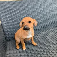 Cucciolo mix Pinscher Chihuahua