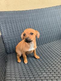 Cucciolo mix Pinscher Chihuahua